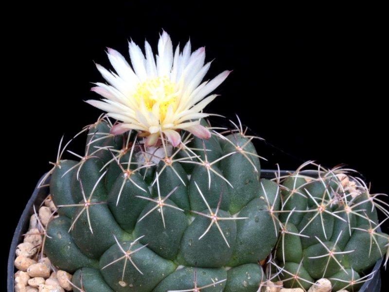 Coryphantha maiz-tablasensis 