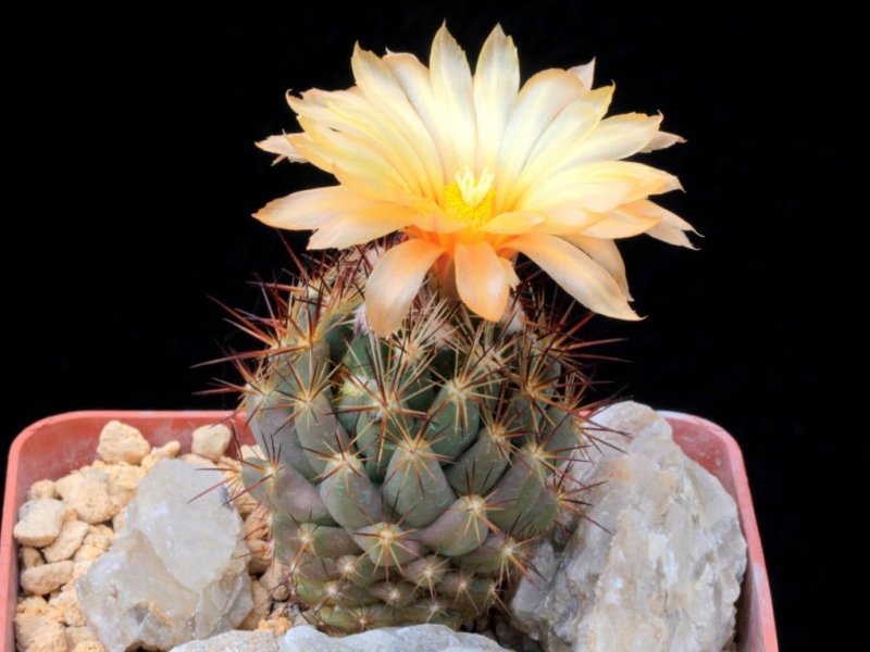 Coryphantha wohlschlageri 