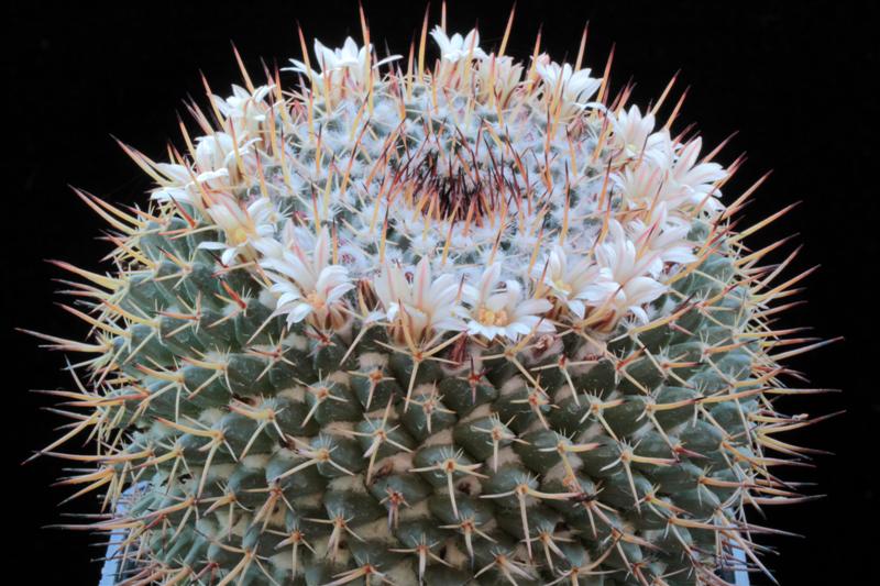 Mammillaria hastifera 