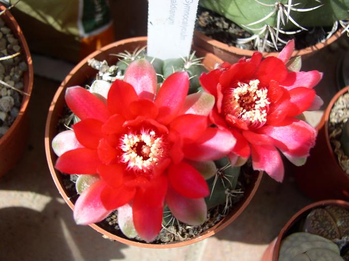 Gymnocalycium baldianum 