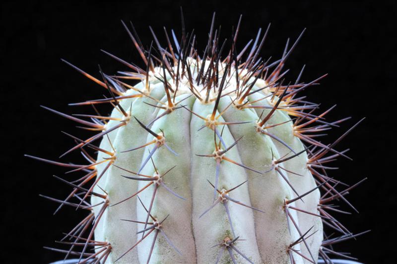 Copiapoa cinerea 