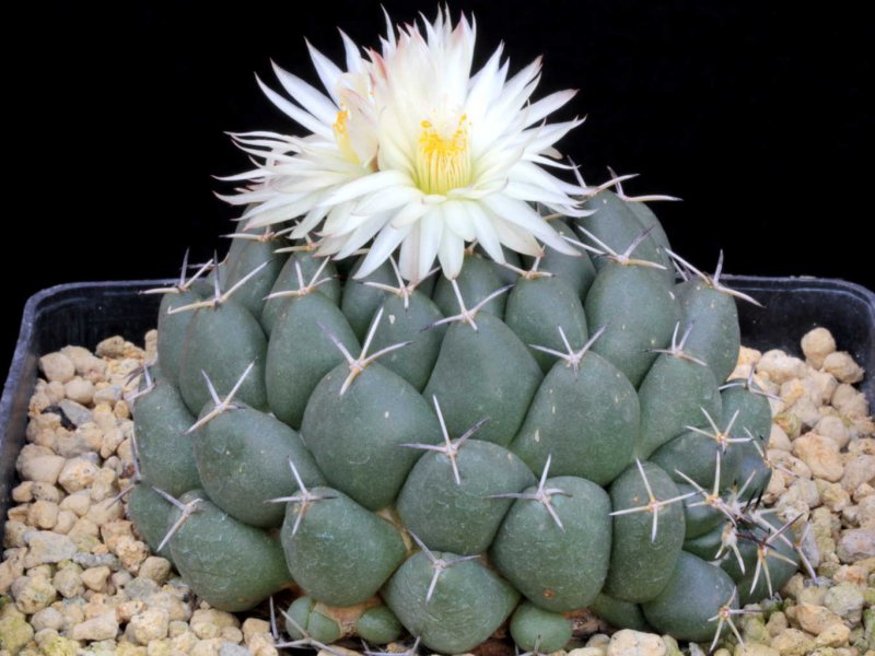 Coryphantha maiz-tablasensis 