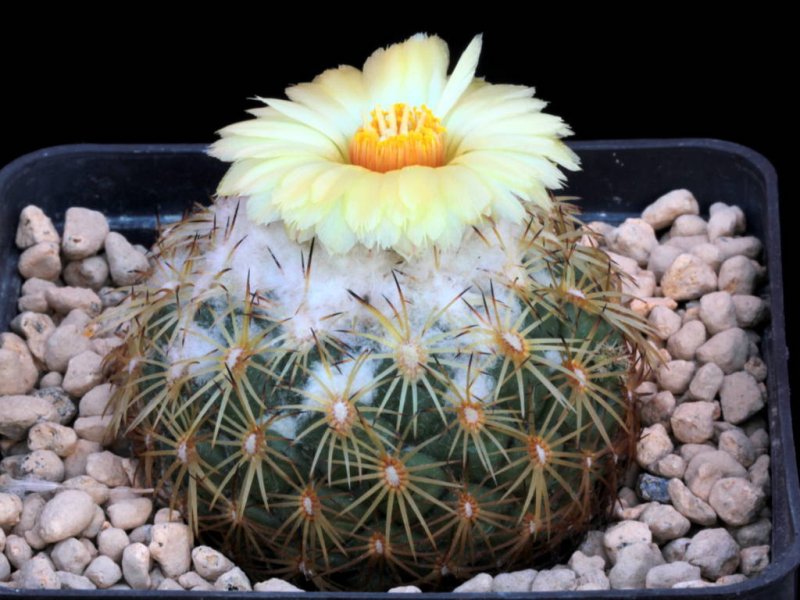 Coryphantha pseudoradians FO 047