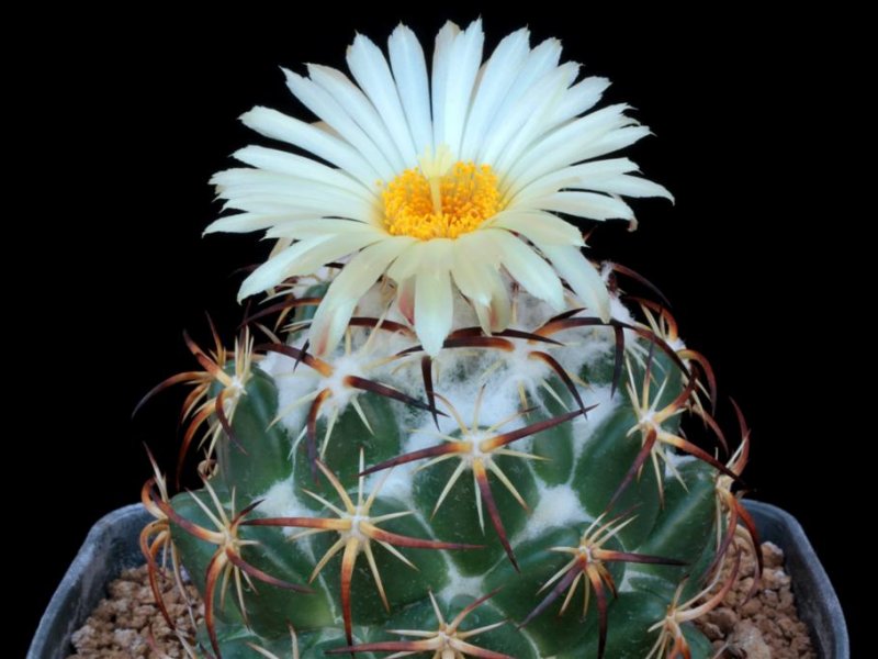 Coryphantha tripugionacantha 