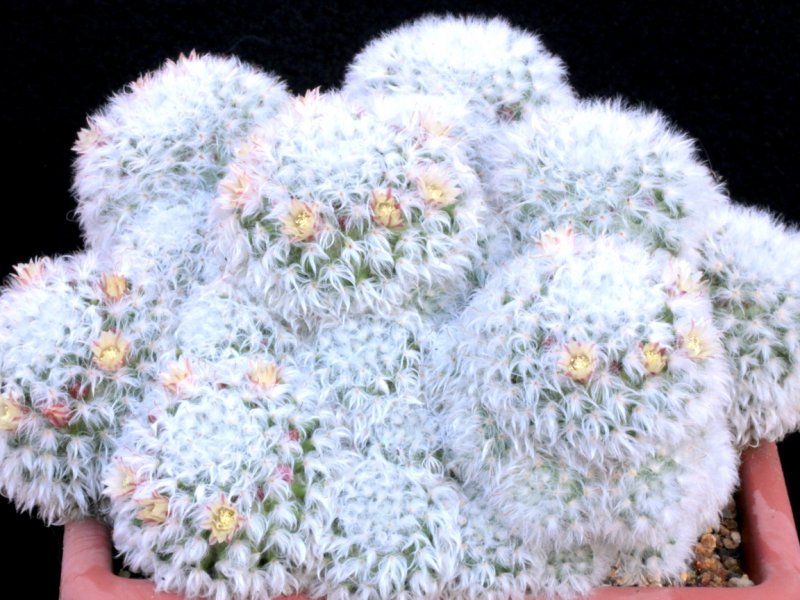 Mammillaria bocasana 