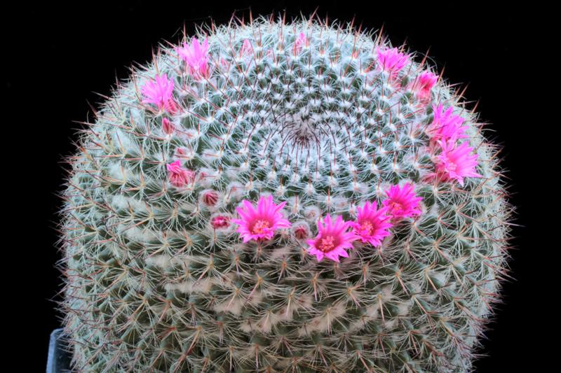 Mammillaria brauneana 