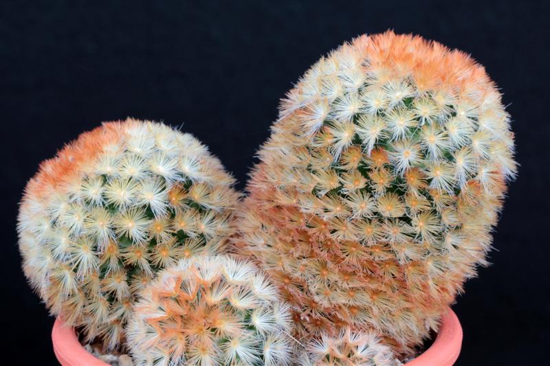 Mammillaria carmenae 