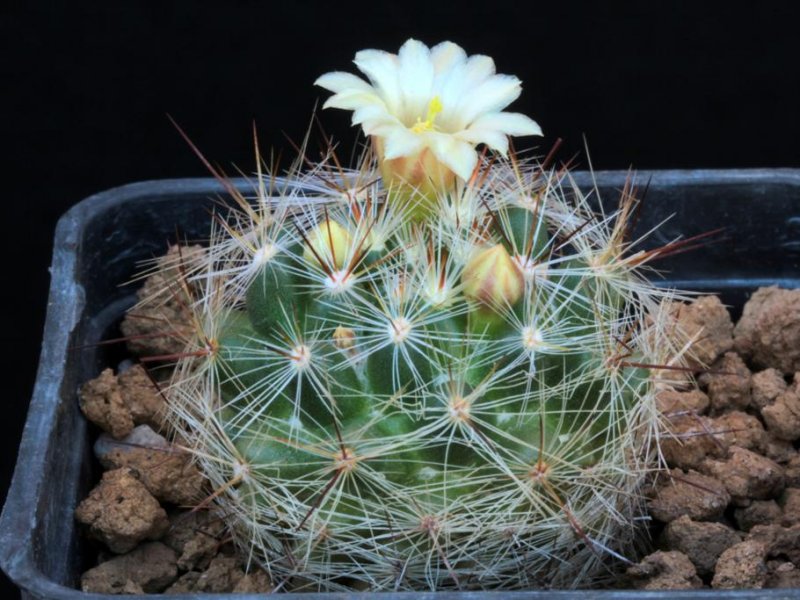 Mammillaria vetula 