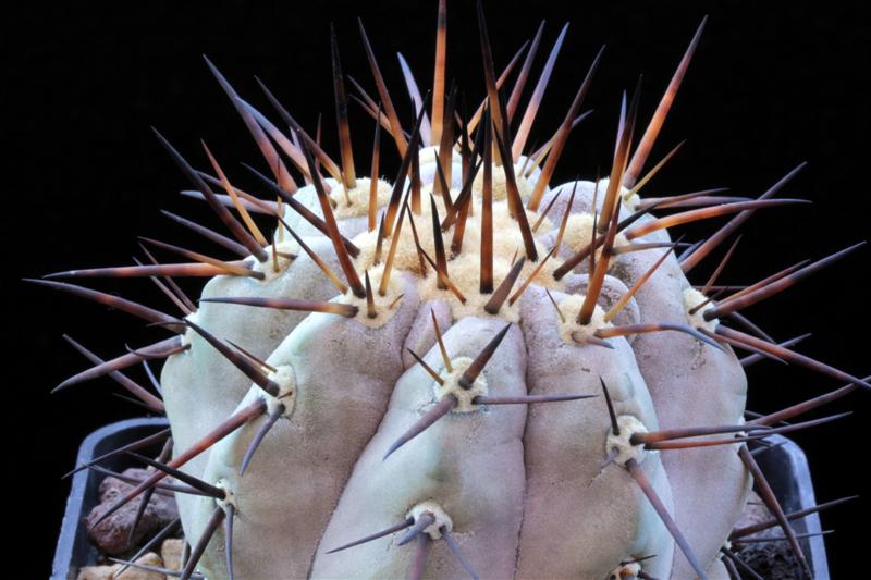 Copiapoa cinerea 