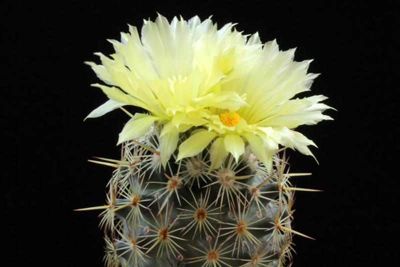 Coryphantha echinoidea 