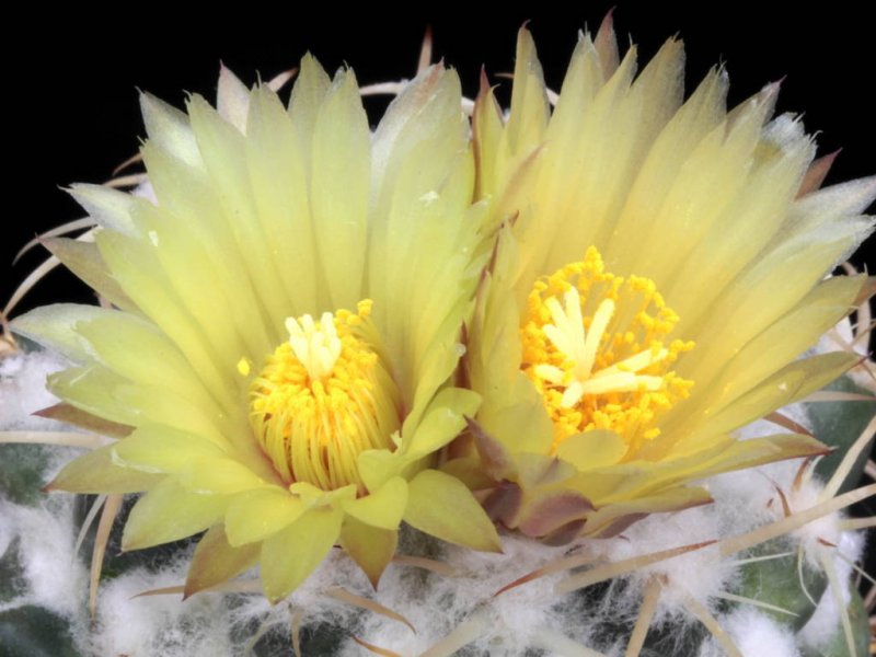 Coryphantha elephantidens ssp. greenwoodii 