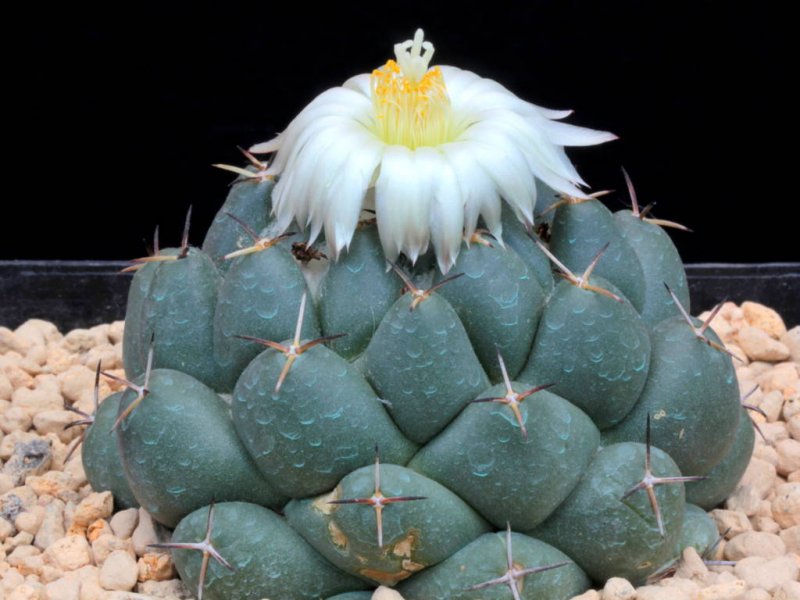 Coryphantha maiz-tablasensis 