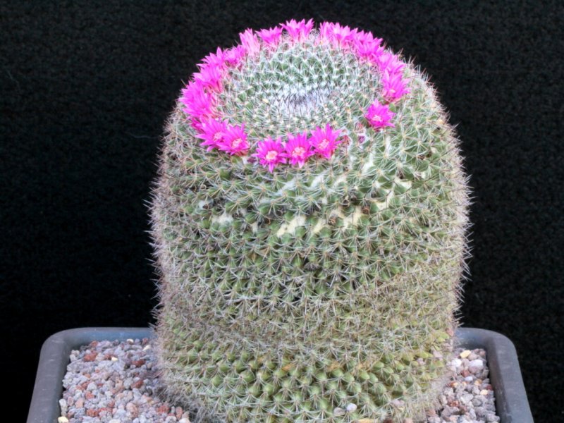 Mammillaria brauneana 