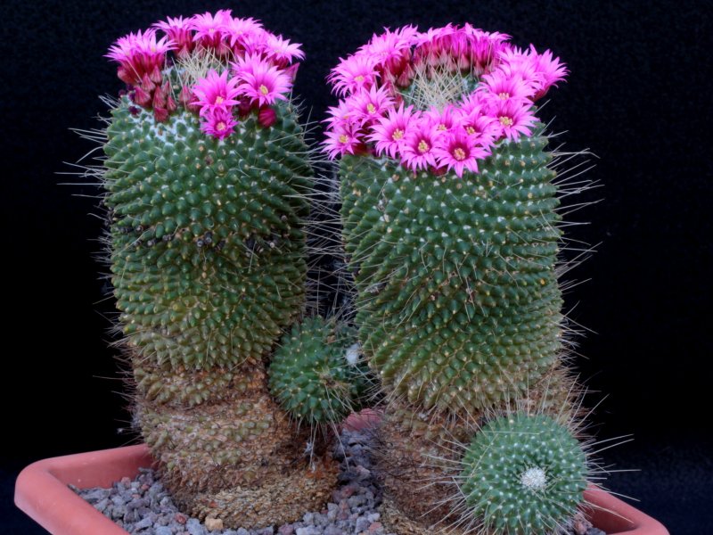 mammillaria polythele cv. un-pico