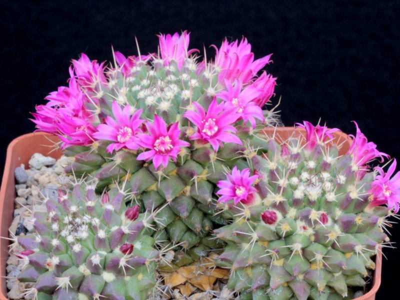 Mammillaria sartorii 