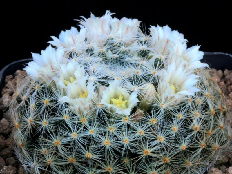 Mammillaria schiedeana ssp. dumetorum 