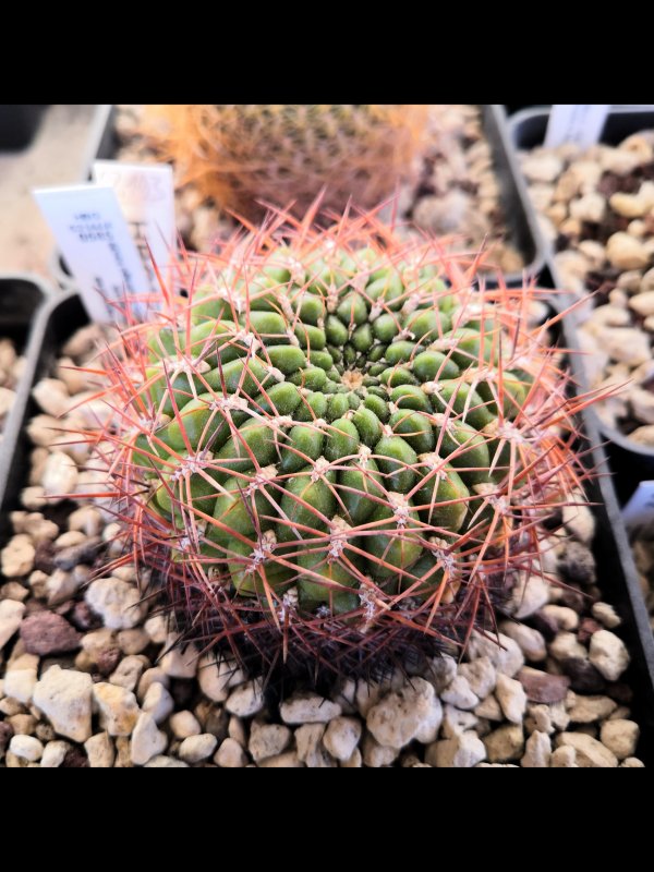 Sulcorebutia purpurea ssp. santiaginiensis HBG53144/4