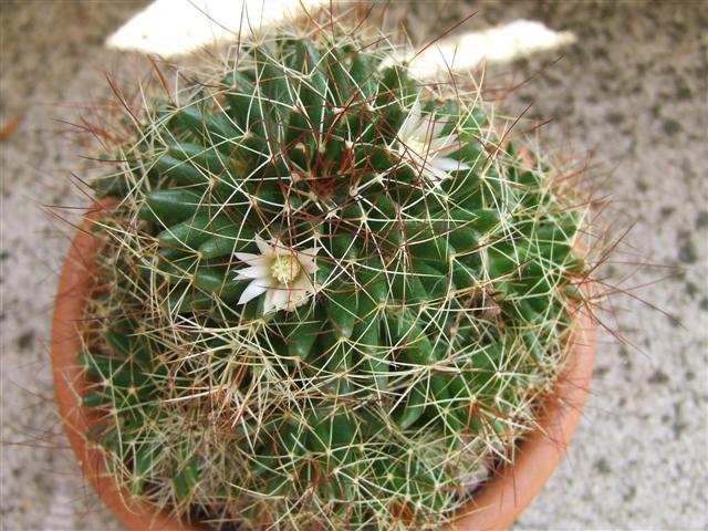 Mammillaria decipiens ssp. camptotricha 