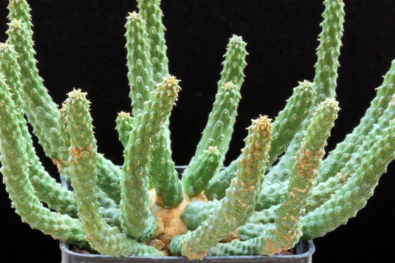 euphorbia esculenta