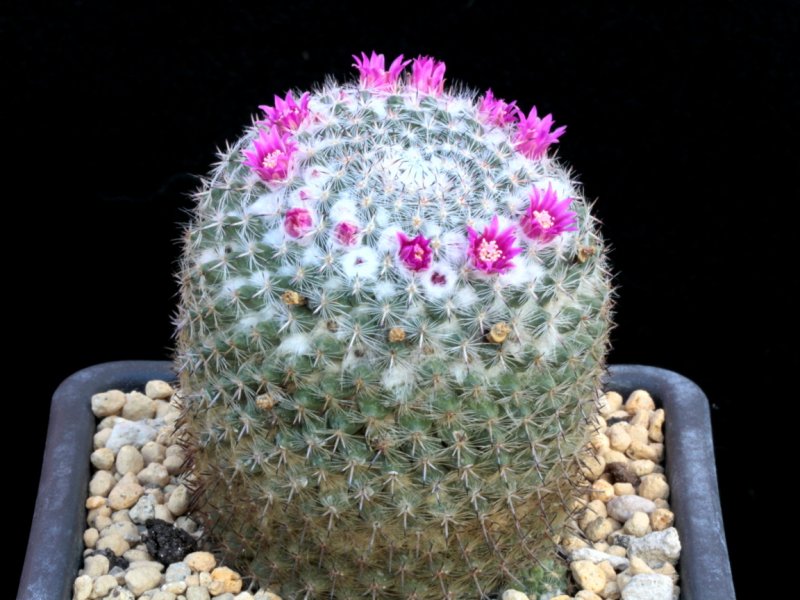 Mammillaria albata v. sanciro MBF 146