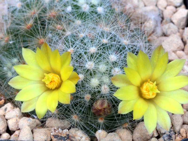 Mammillaria baumii 