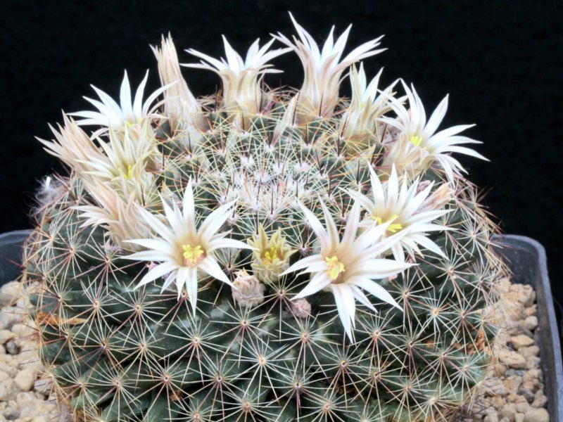 Mammillaria heyderi ssp. hemisphaerica CSD 202