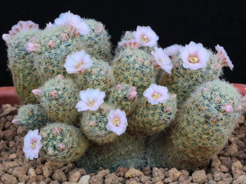 Mammillaria schiedeana ssp. giselae 