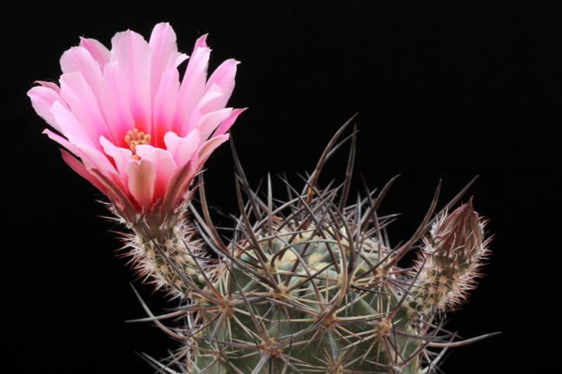 Echinocereus ferreirianus ssp. lindsayi 