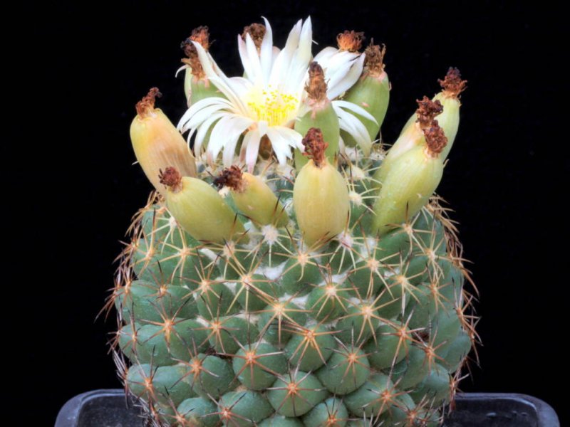 Coryphantha cornifera 