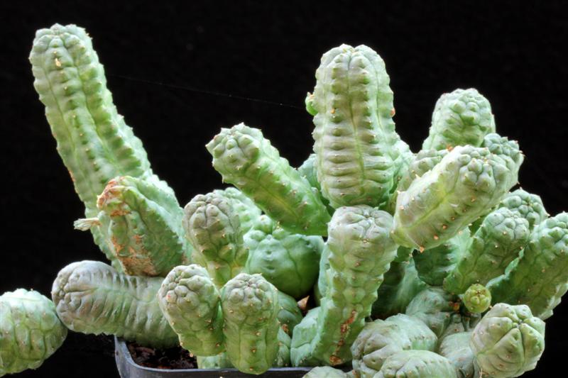 Euphorbia pseudoglobosa 