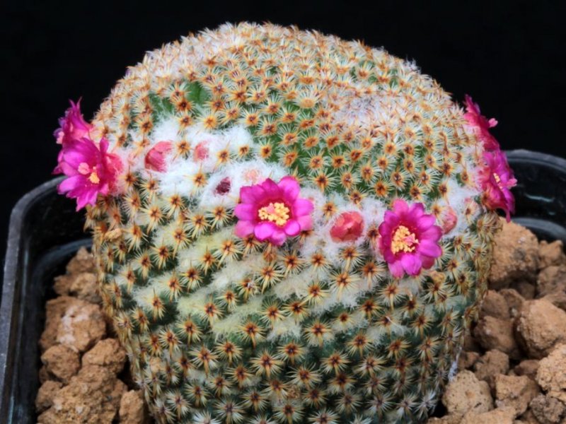 Mammillaria crucigera 