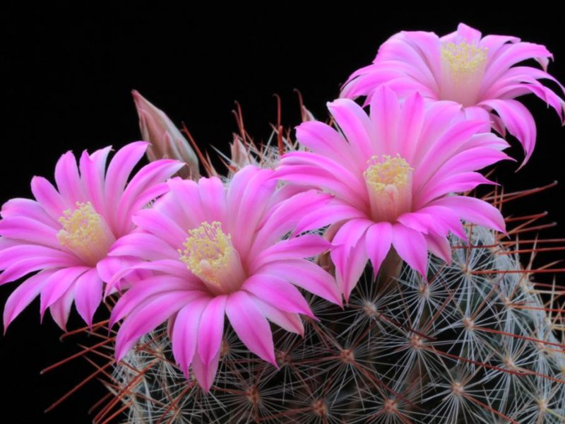 Mammillaria longiflora 