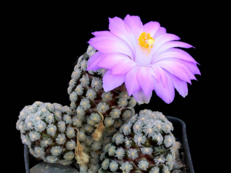 Mammillaria theresae 