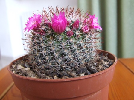 Mammillaria zeilmanniana 