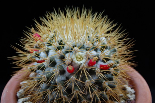 Mammillaria nivosa 