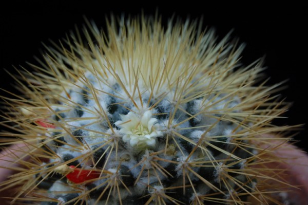 Mammillaria nivosa 