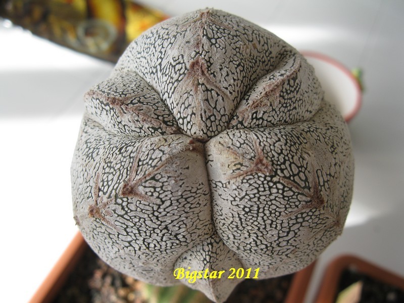 Astrophytum myriostigma f. tricostatum cv. onzuka fukuryu 