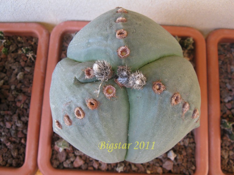 Astrophytum myriostigma v. nudum f. tricostatum 