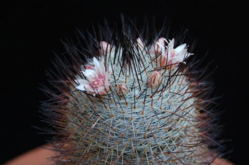 Mammillaria ritteriana 