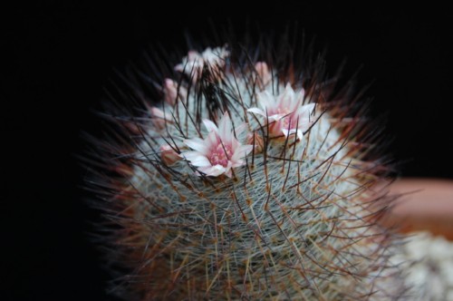 Mammillaria ritteriana 