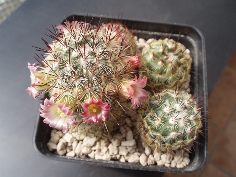 Mammillaria microhelia 