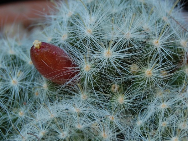 Mammillaria glassii ML 457