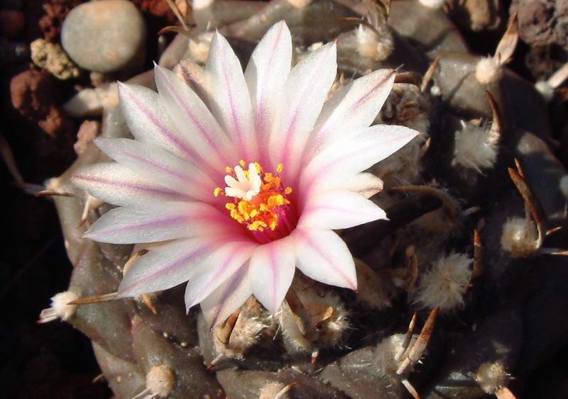 Turbinicarpus bonatzii 