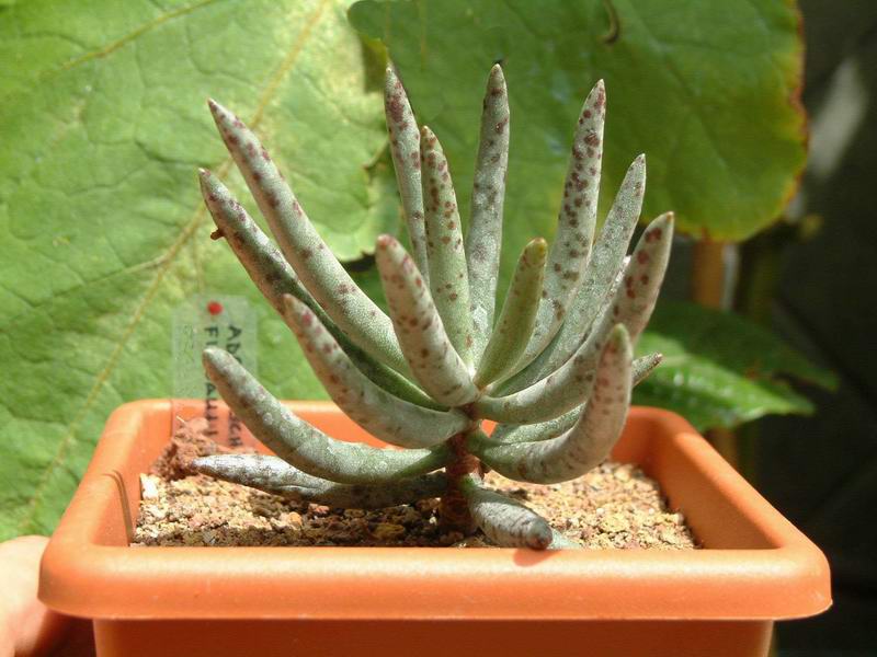 Adromischus filicaulis 