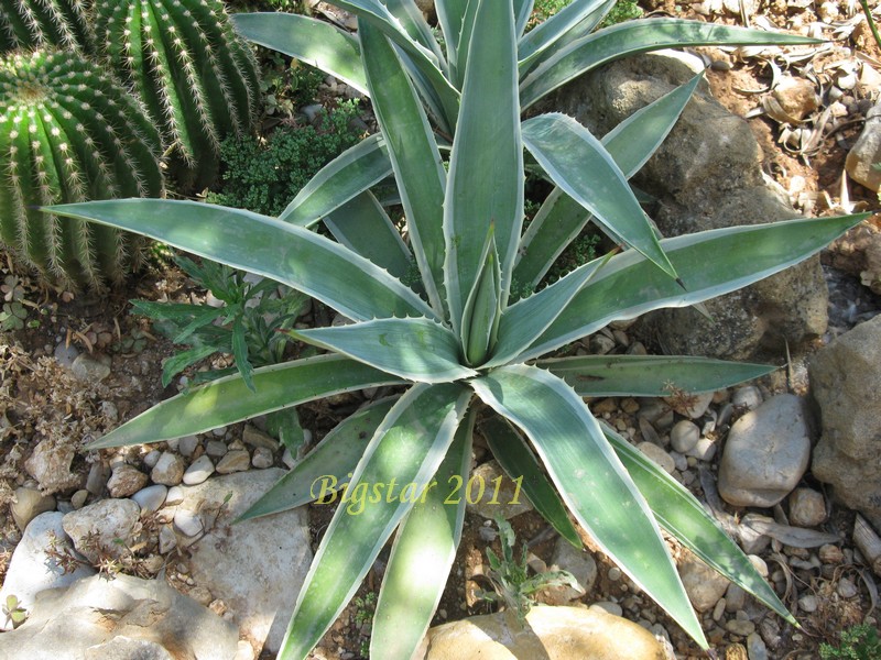 Agave angustifolia v. marginata 