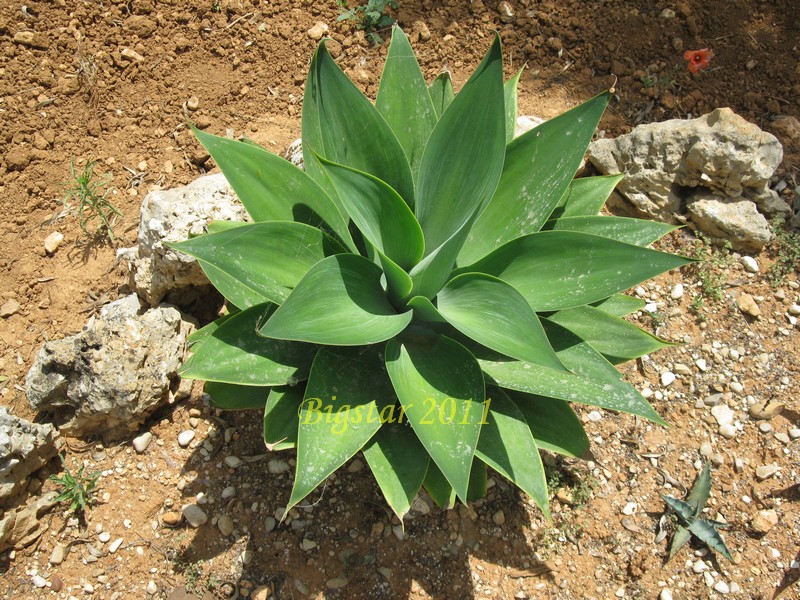 Agave attenuata 