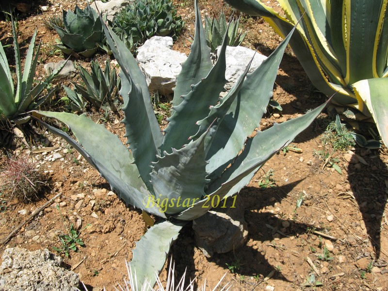 agave gigantensis