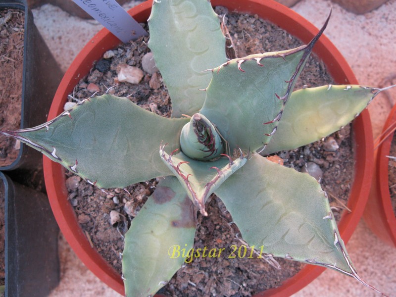 Agave neomexicana 