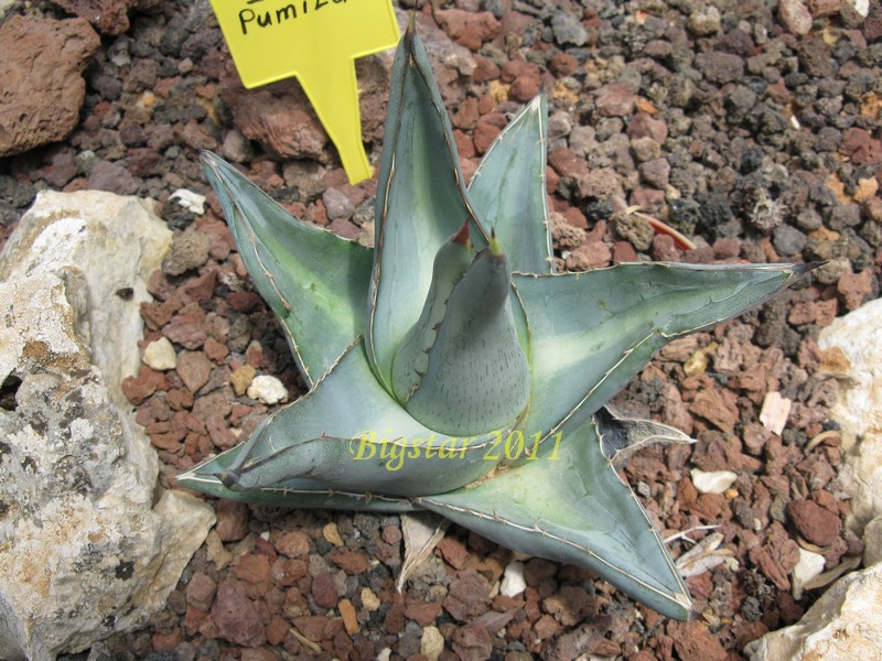 Agave pumila 