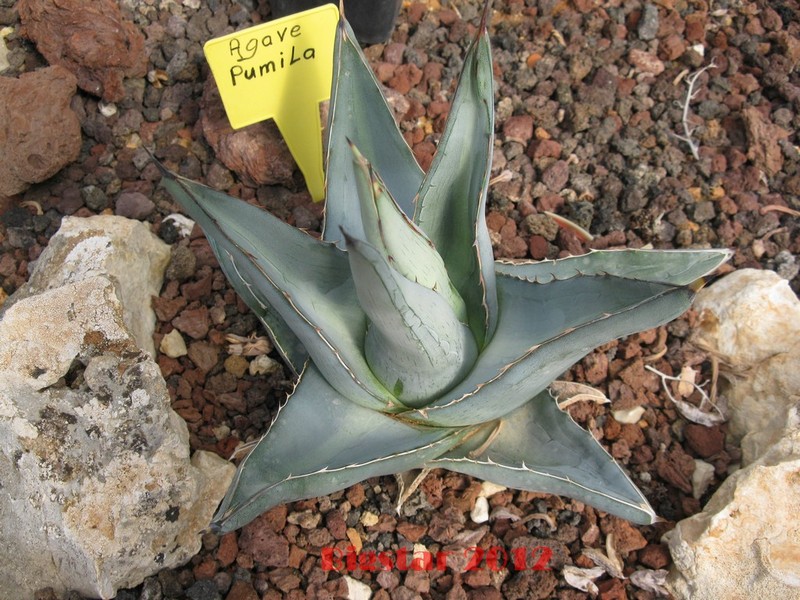 Agave pumila 